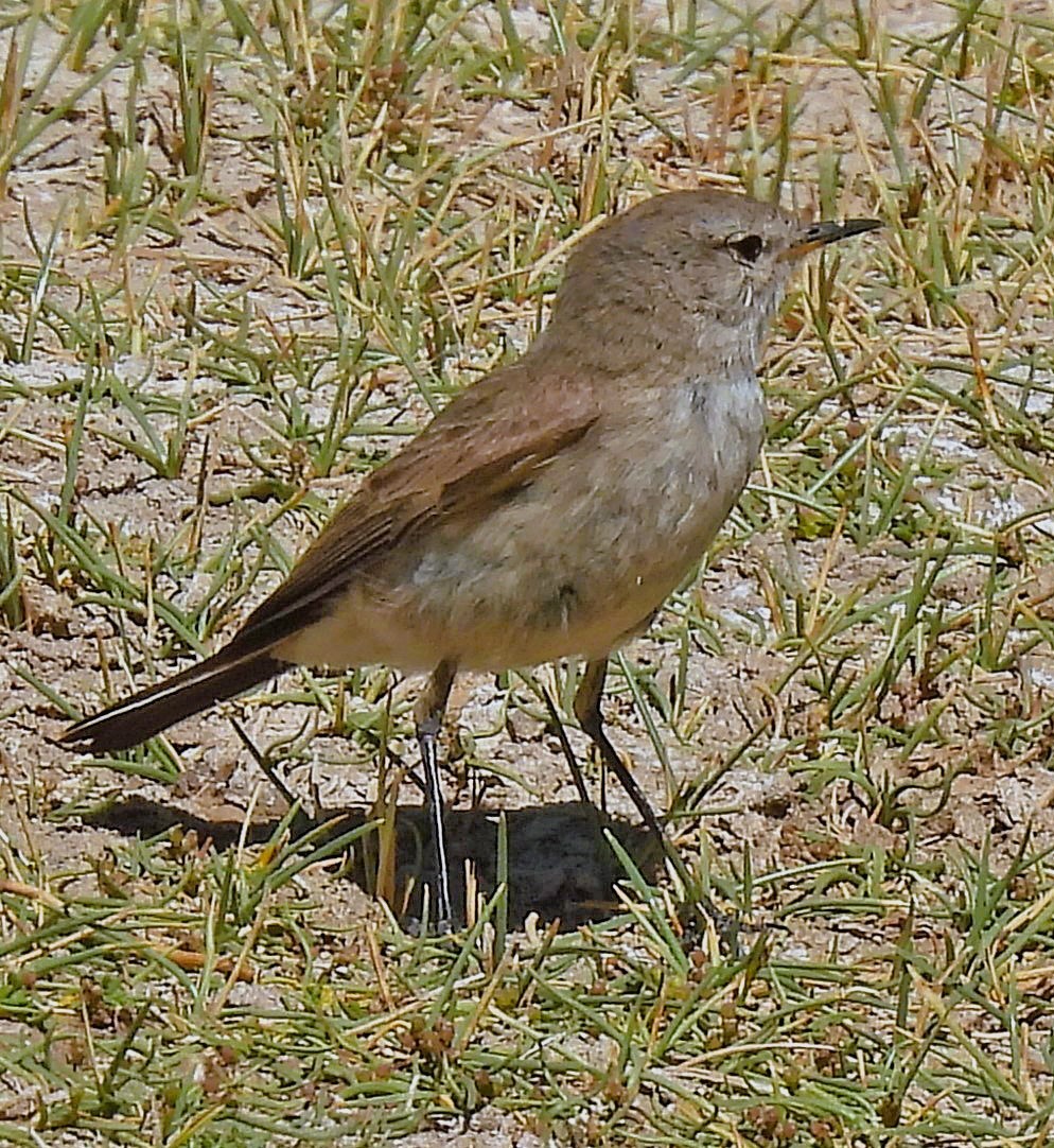 Spot-billed Ground-Tyrant - ML645513391
