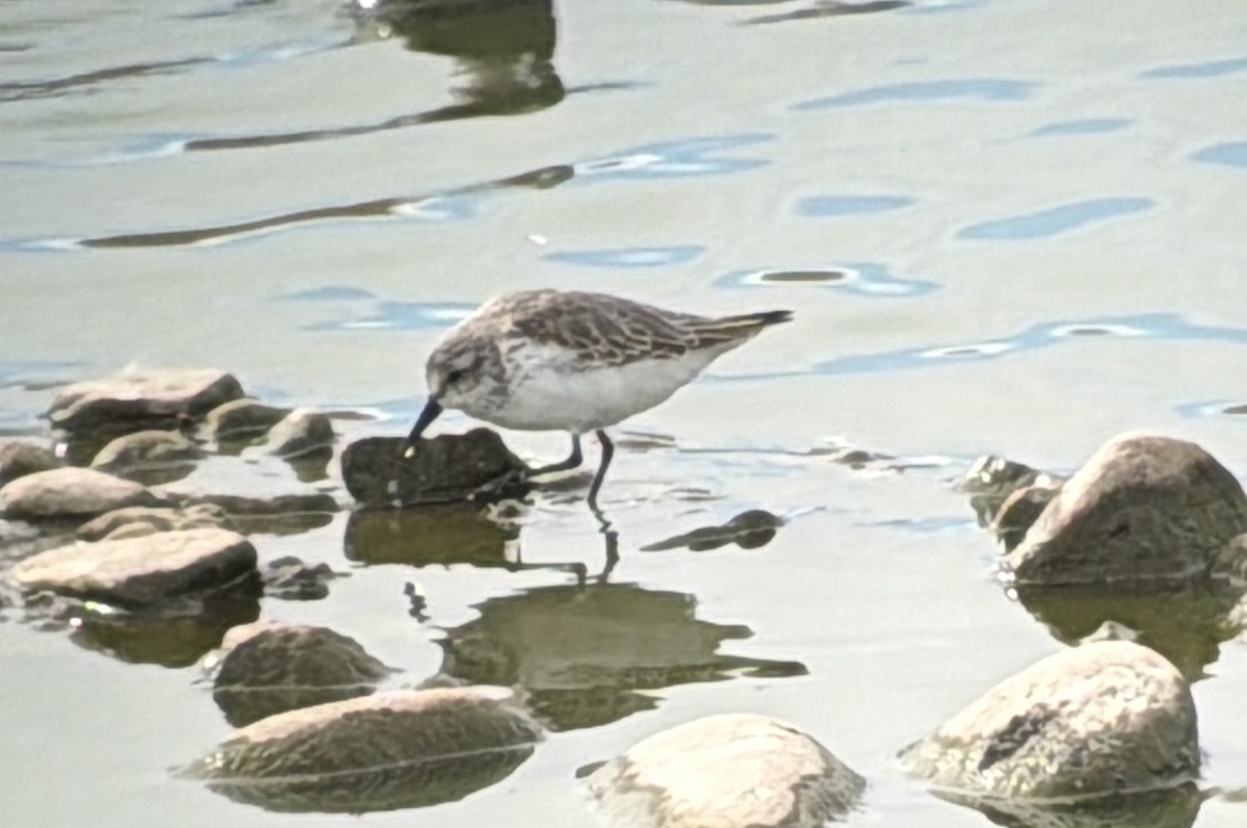 Western Sandpiper - ML645513404
