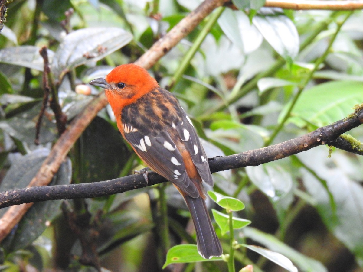 Flame-colored Tanager - ML645513406
