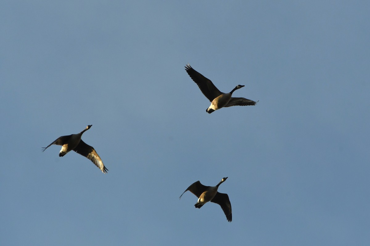 カナダガン - ML645513407