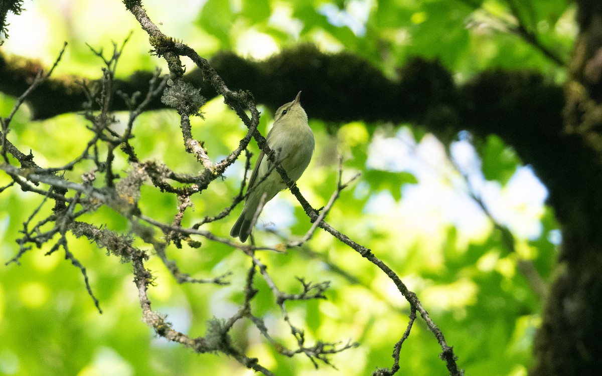 Вівчарик жовточеревий - ML645513460