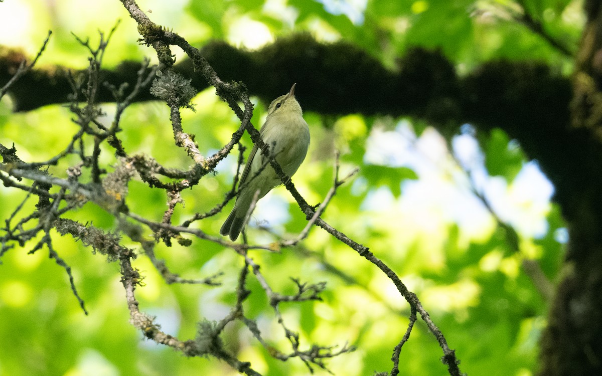 Вівчарик жовточеревий - ML645513461
