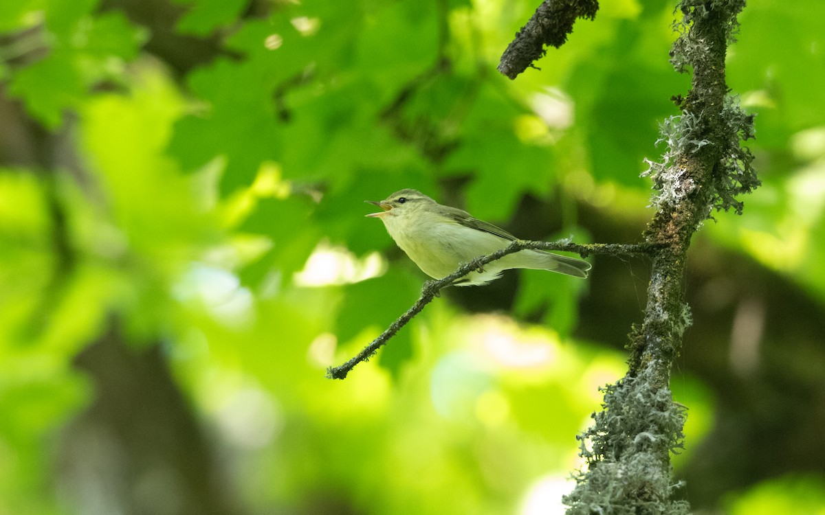 Вівчарик жовточеревий - ML645513463
