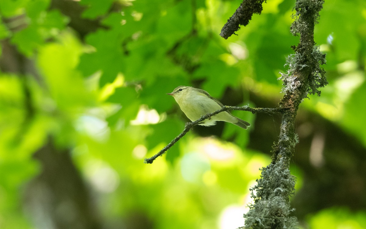Вівчарик жовточеревий - ML645513464