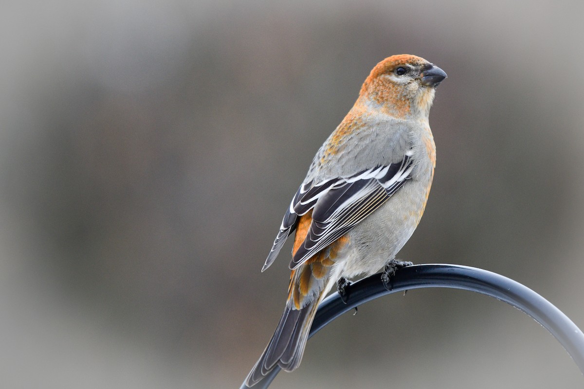 Смеречник тайговий - ML645513466