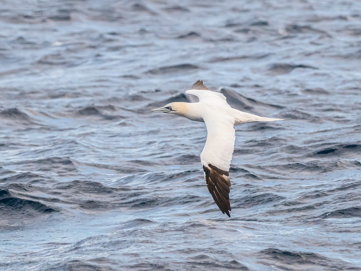 Northern Gannet - ML645513469