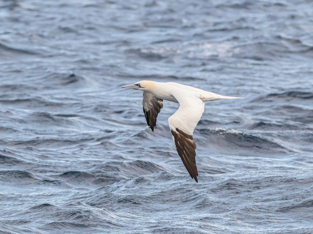 Northern Gannet - ML645513471