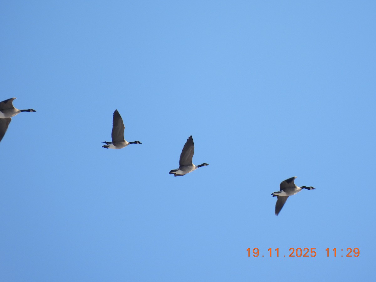 カナダガン - ML645513472