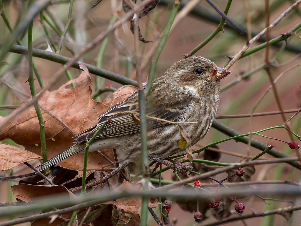 Camachuelo Purpúreo - ML645513475