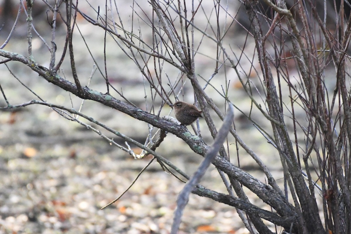 フユミソサザイ - ML645513483