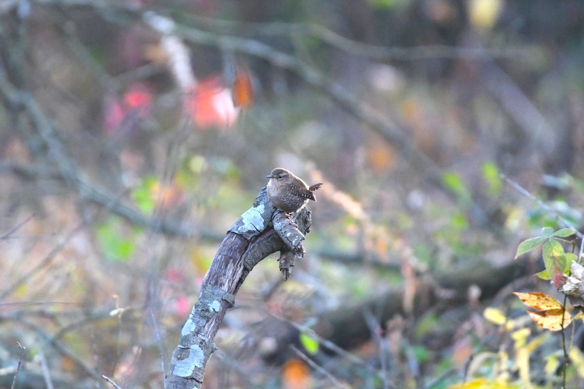 フユミソサザイ - ML645513485