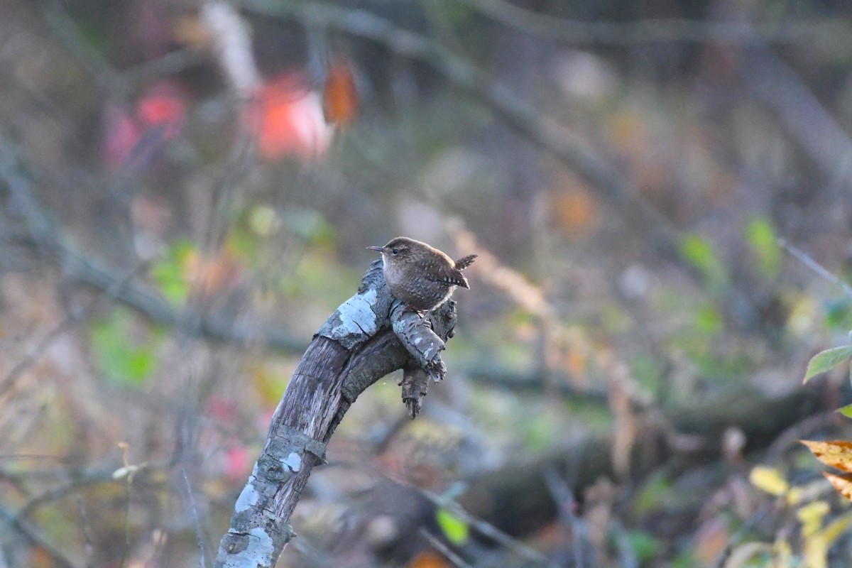 フユミソサザイ - ML645513486