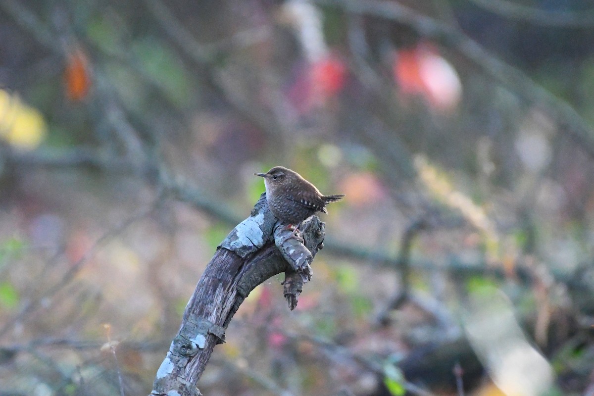 フユミソサザイ - ML645513488