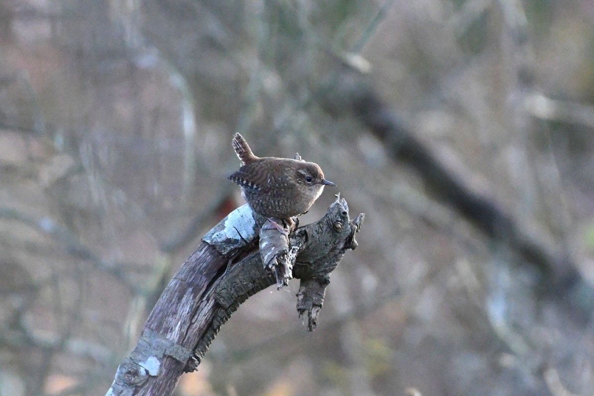 フユミソサザイ - ML645513489