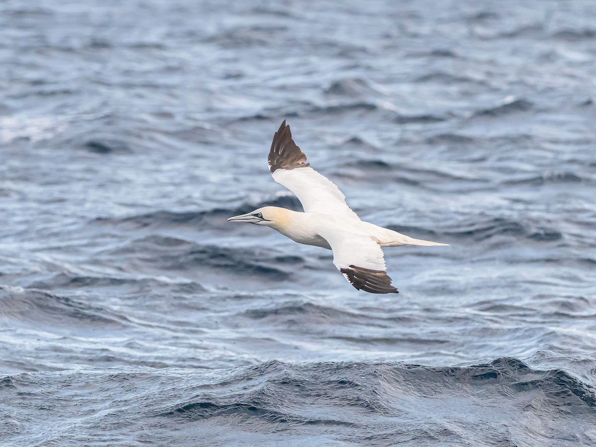 Northern Gannet - ML645513520