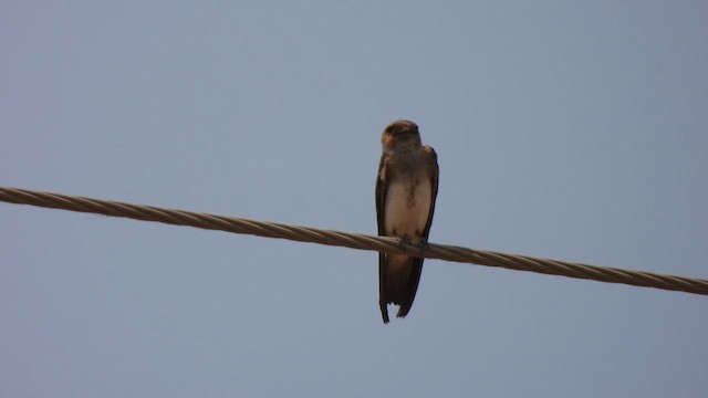 Gray-throated Martin - ML645513534