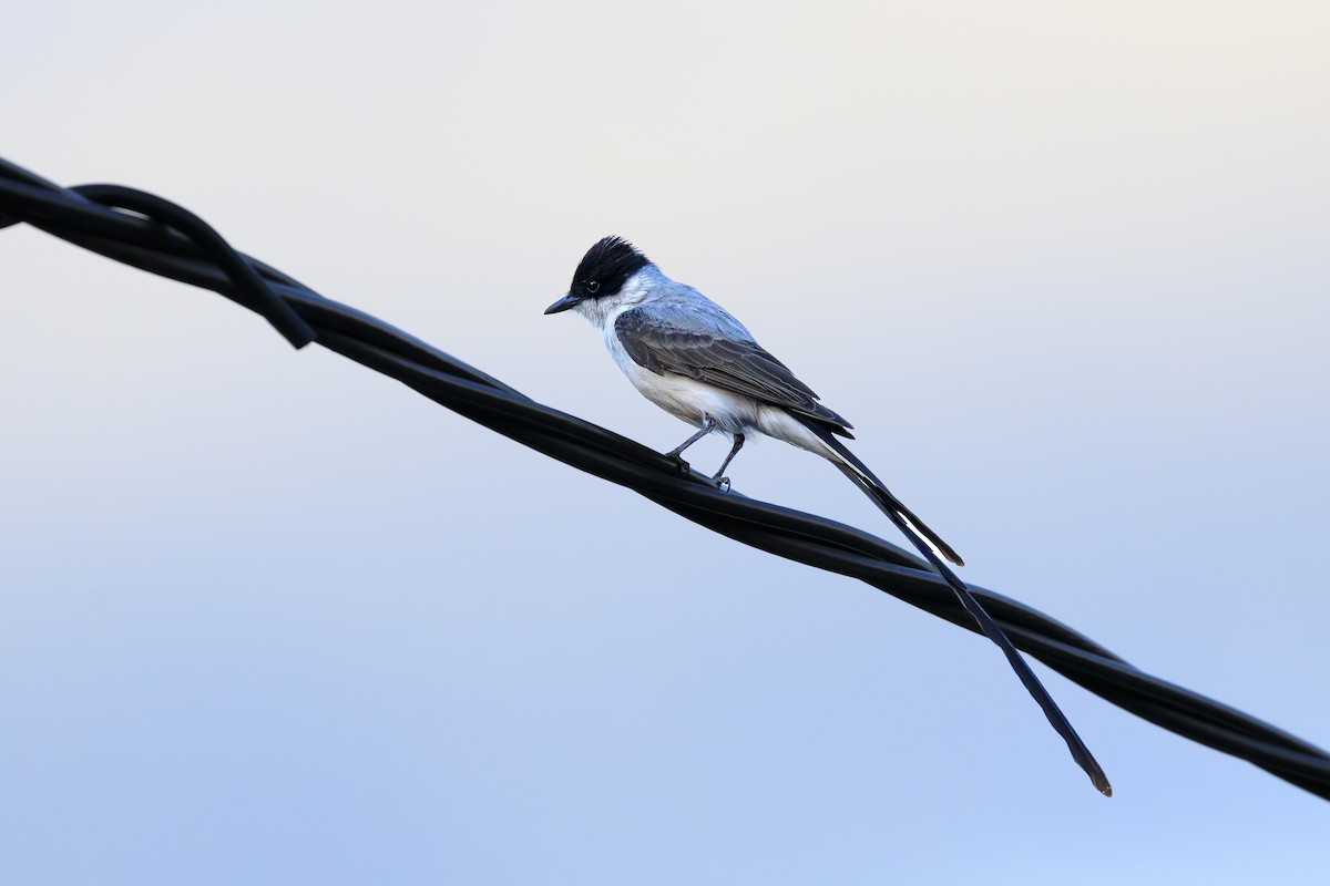 ズグロエンビタイランチョウ - ML645513538