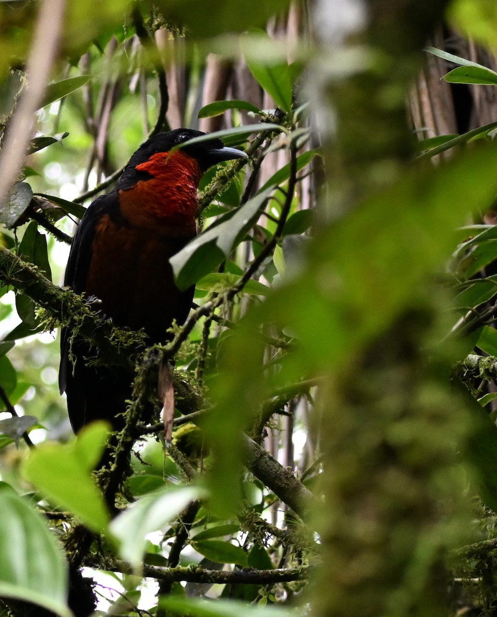 Red-ruffed Fruitcrow - ML645513541