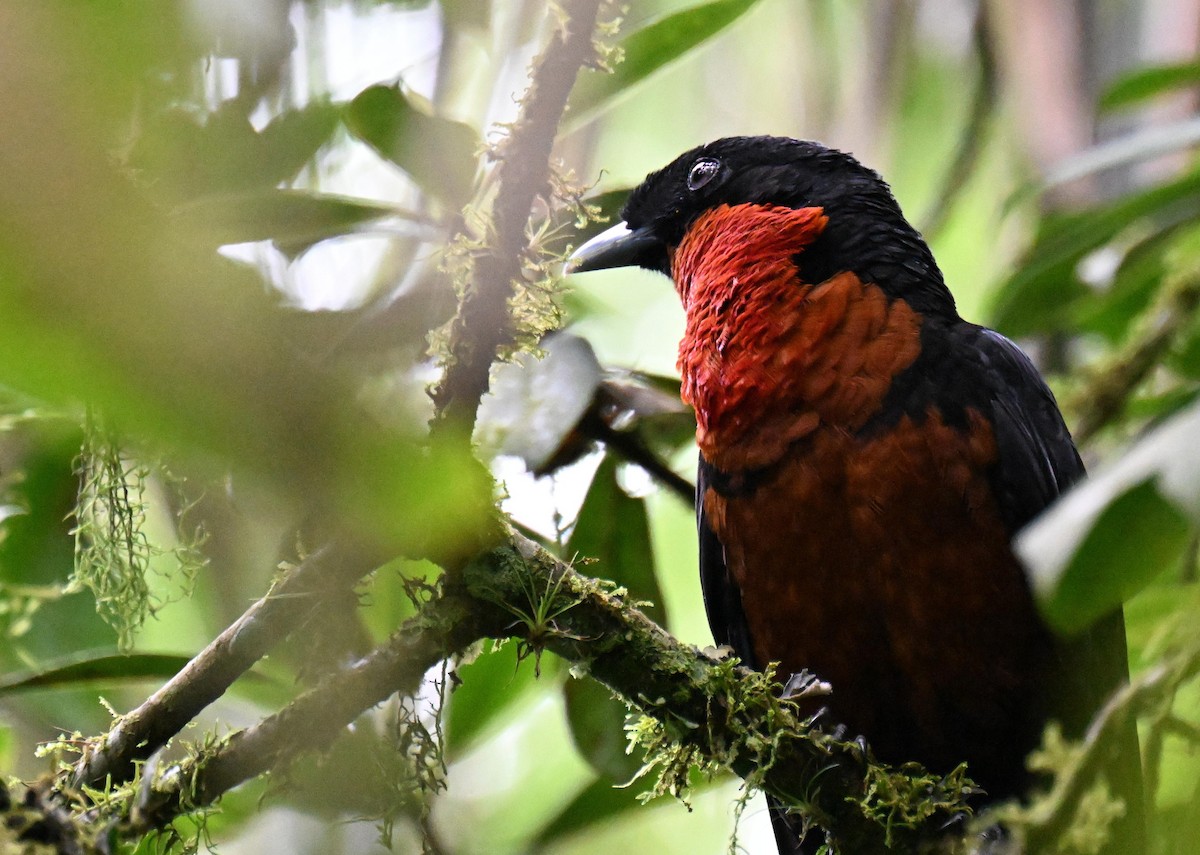 Red-ruffed Fruitcrow - ML645513542