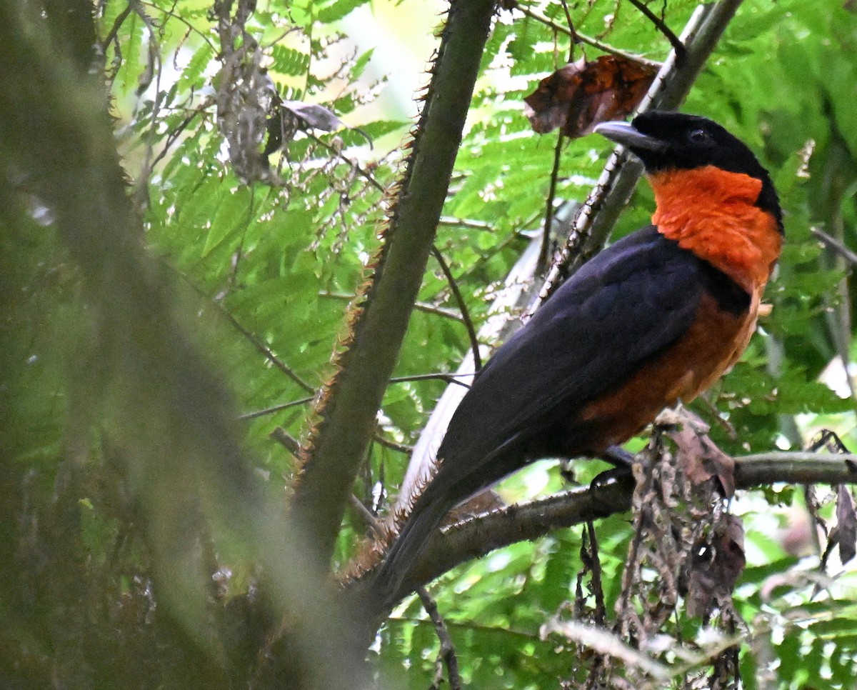 Red-ruffed Fruitcrow - ML645513544