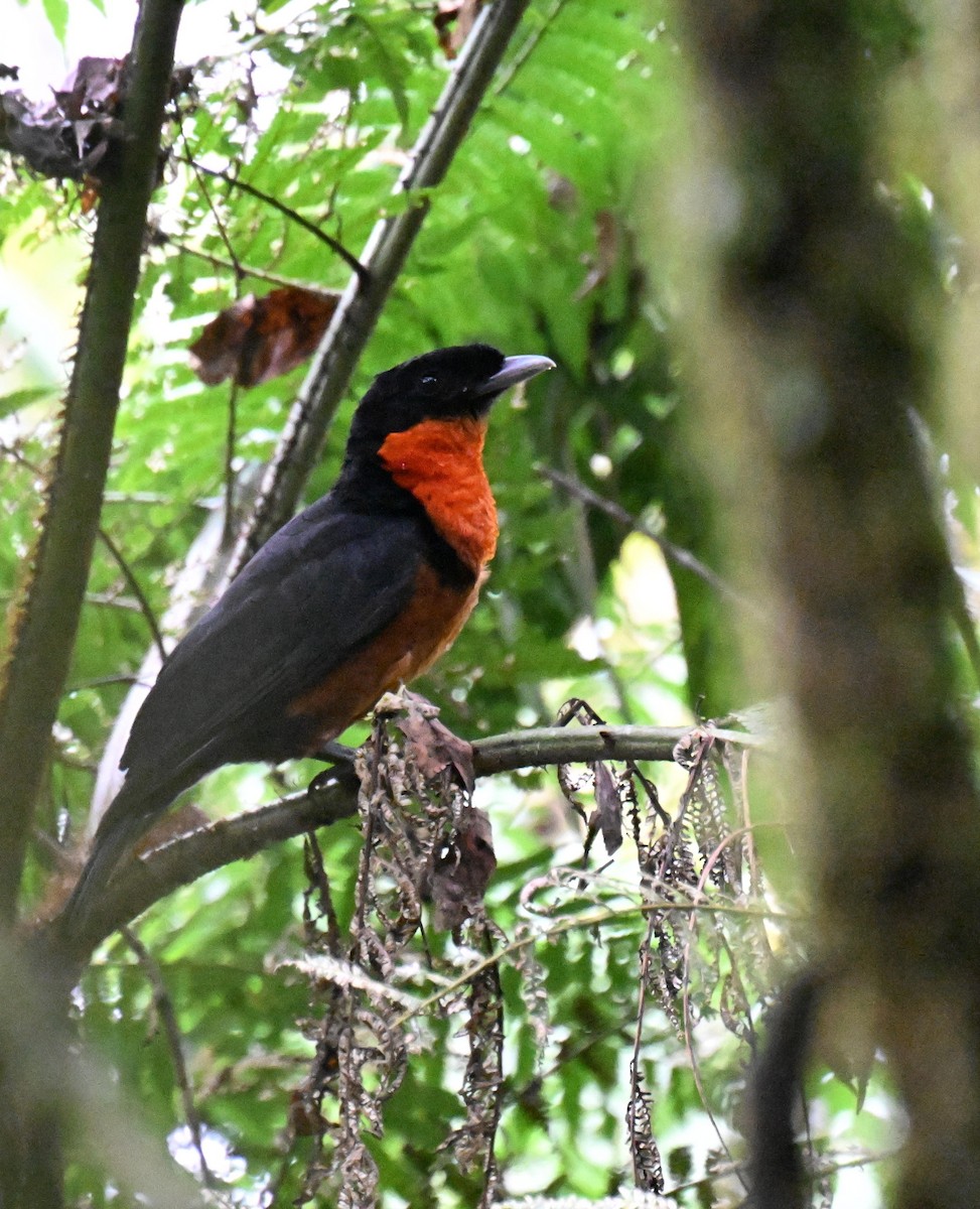 Red-ruffed Fruitcrow - ML645513545