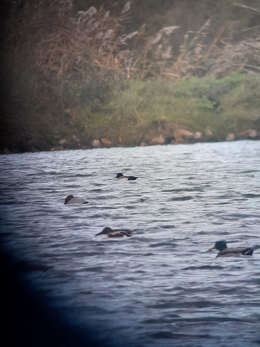 スズガモ - ML645513564