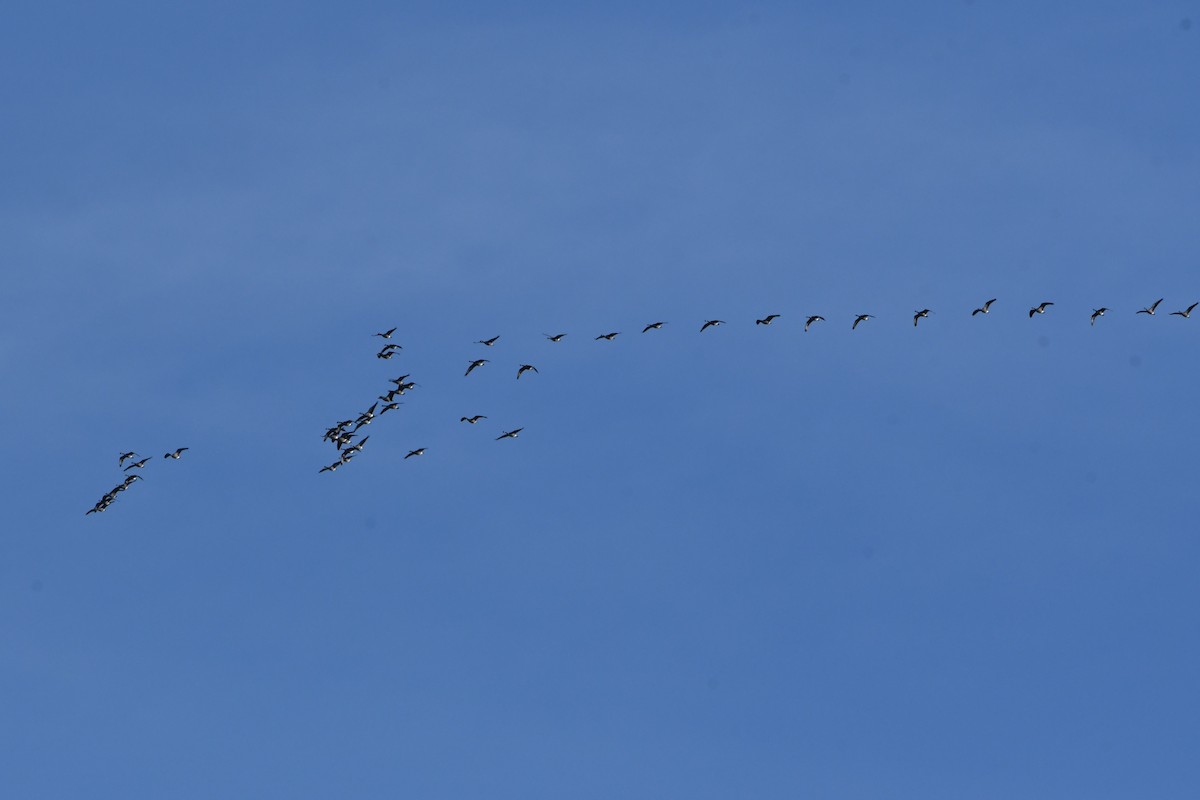 カナダガン - ML645513565