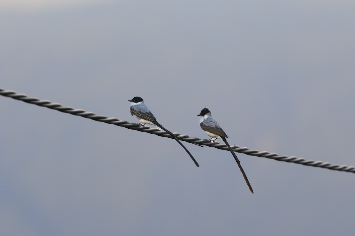 ズグロエンビタイランチョウ - ML645513574