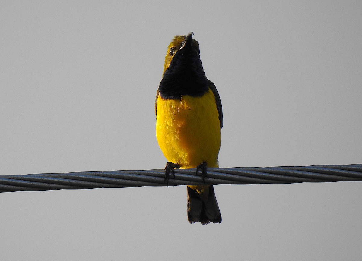 Sahul Sunbird - ML645513586