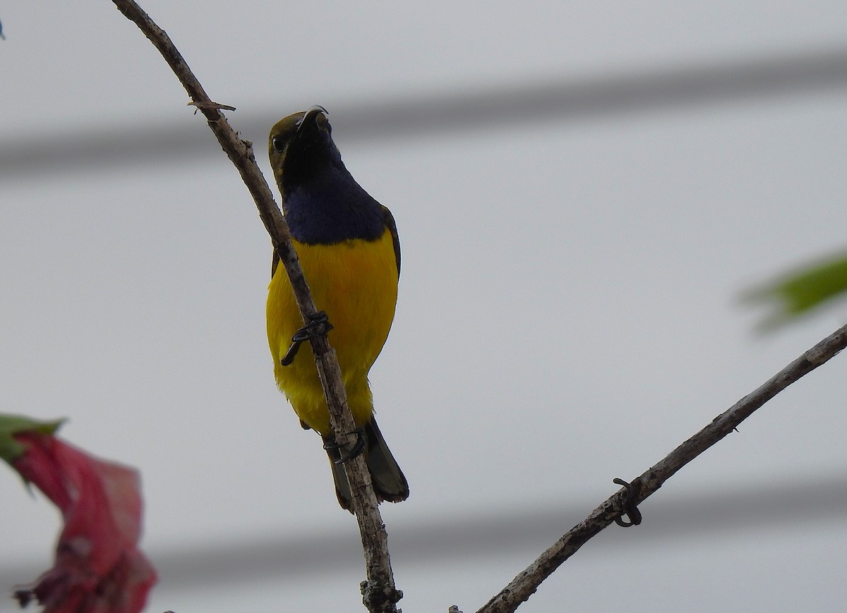 Sahul Sunbird - ML645513593