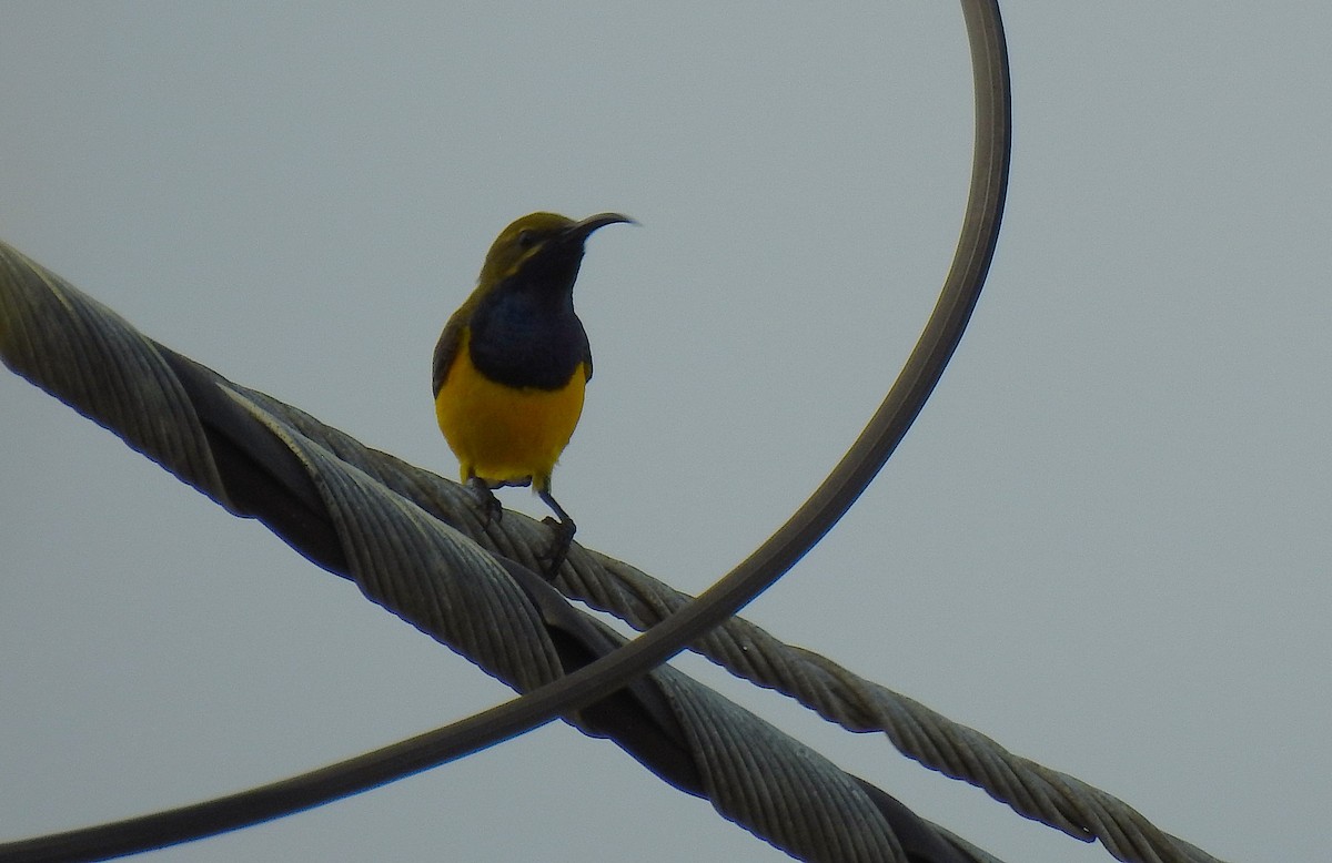 Sahul Sunbird - ML645513594