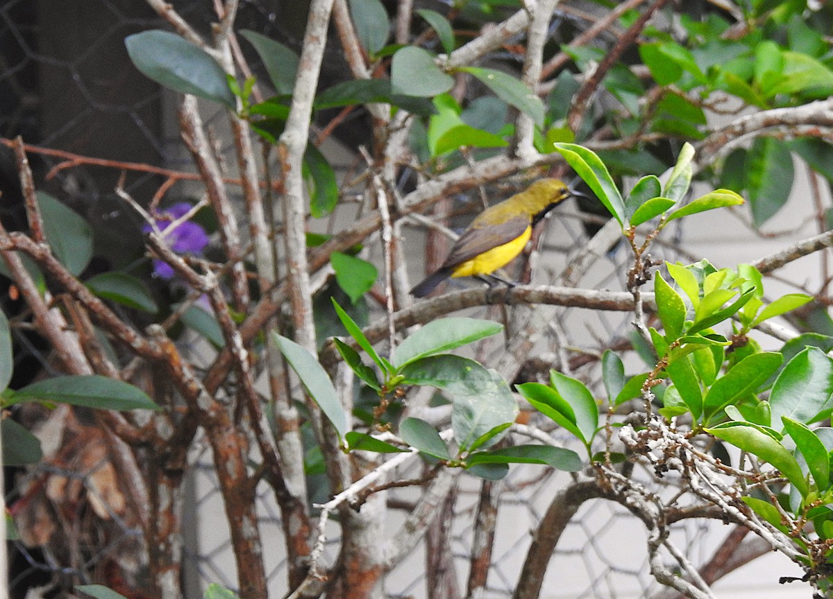 Sahul Sunbird - ML645513595