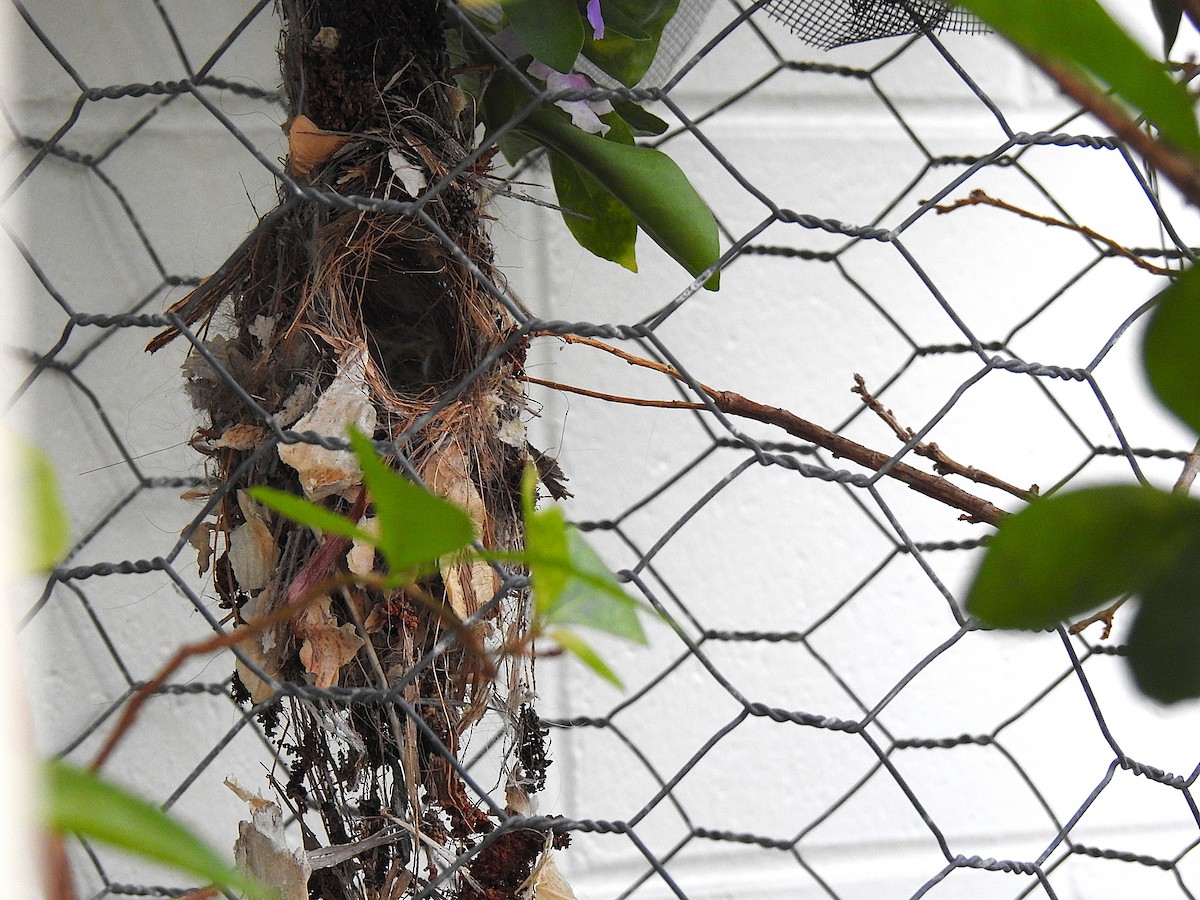 Sahul Sunbird - ML645513597