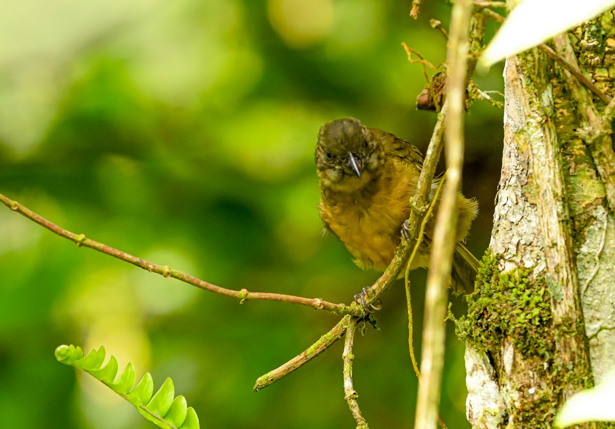 Ochre-breasted Tanager - ML645513633