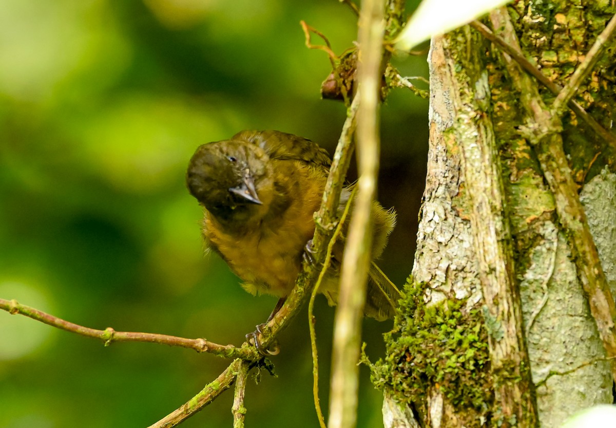 Ochre-breasted Tanager - ML645513634