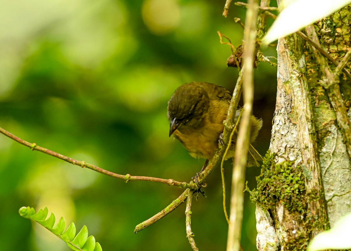 Ochre-breasted Tanager - ML645513635
