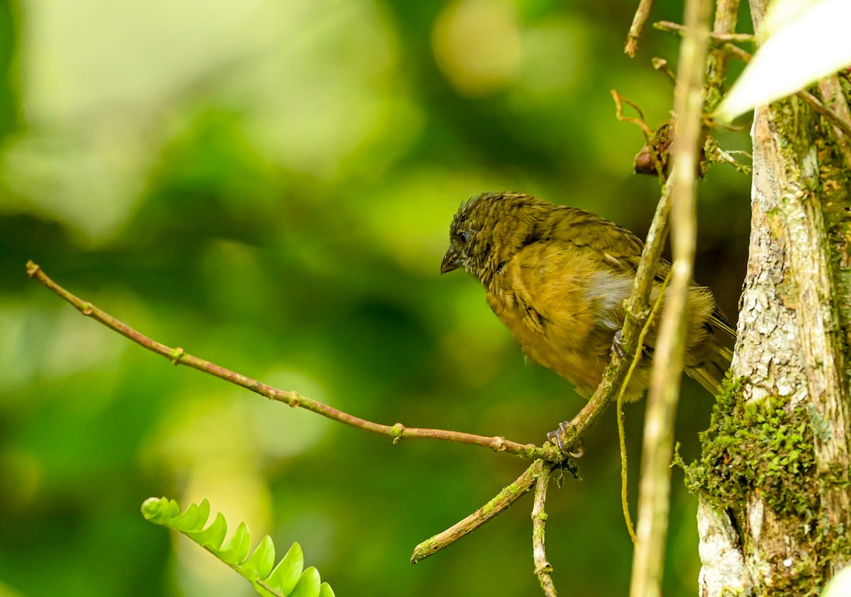 Ochre-breasted Tanager - ML645513636