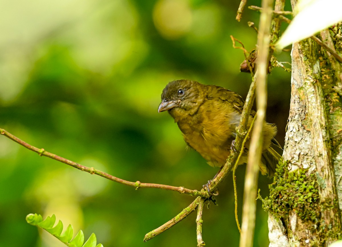 Ochre-breasted Tanager - ML645513637