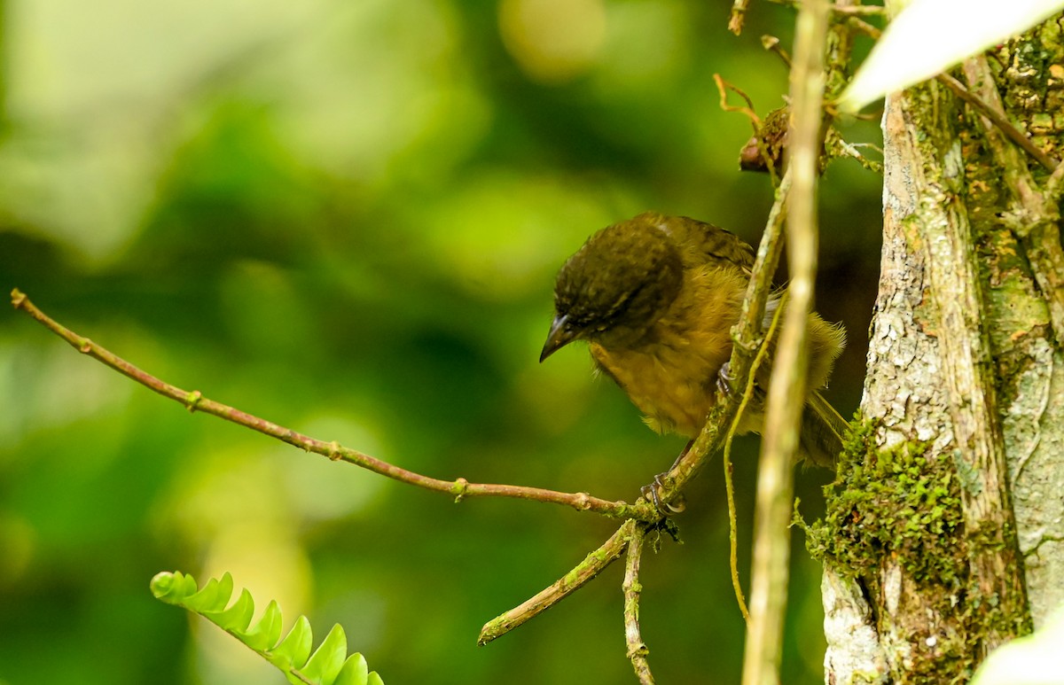 Ochre-breasted Tanager - ML645513638