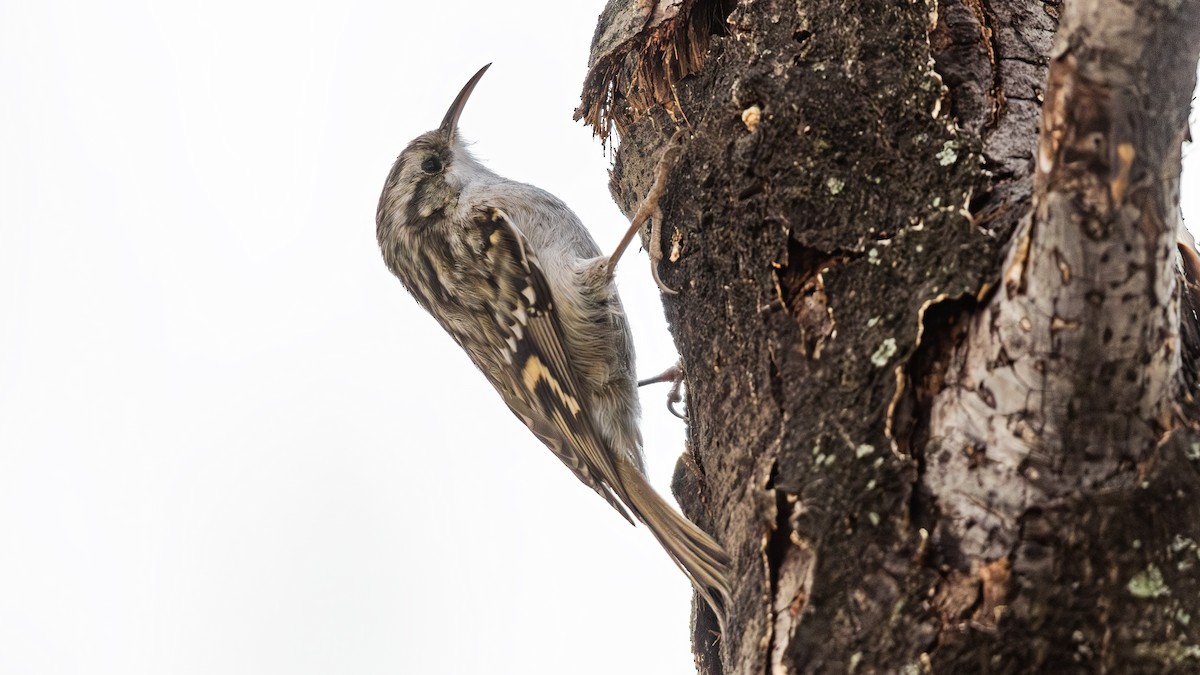 Short-toed Treecreeper - ML645513665