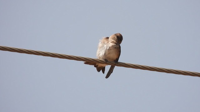 Gray-throated Martin - ML645513677