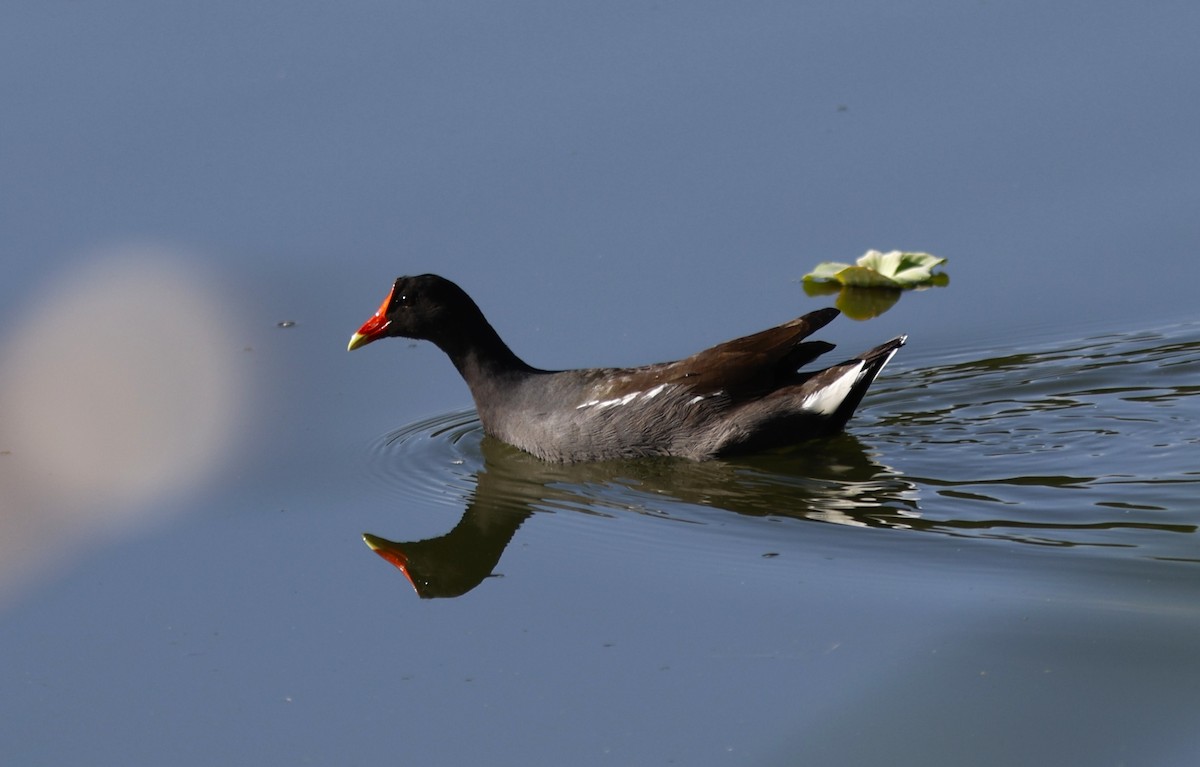 Курочка латиноамериканська [група galeata] - ML645513684