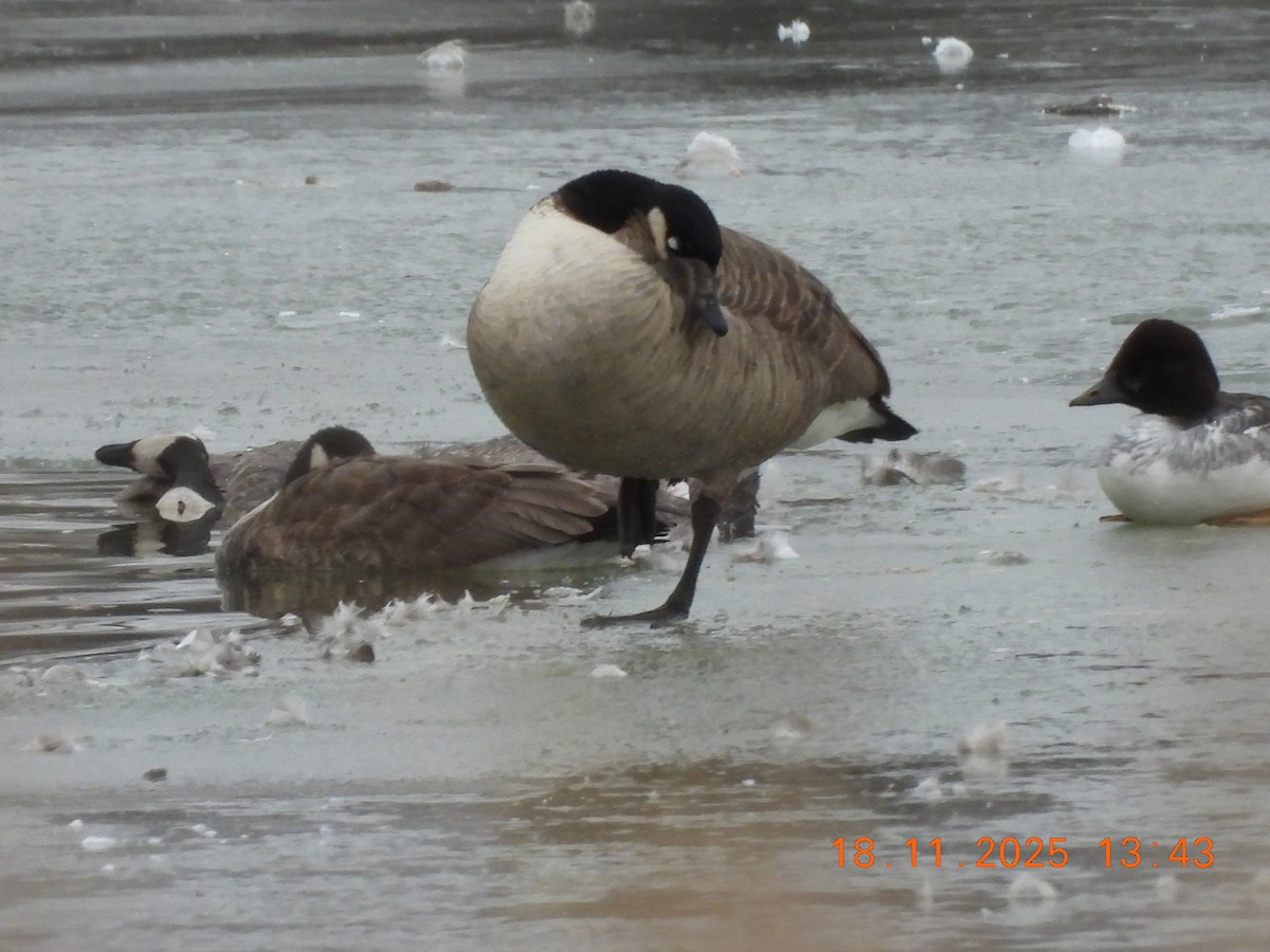 カナダガン - ML645513685