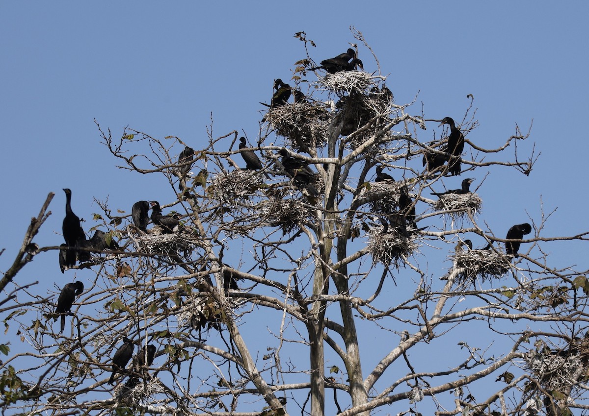 Neotropic Cormorant - ML645513691