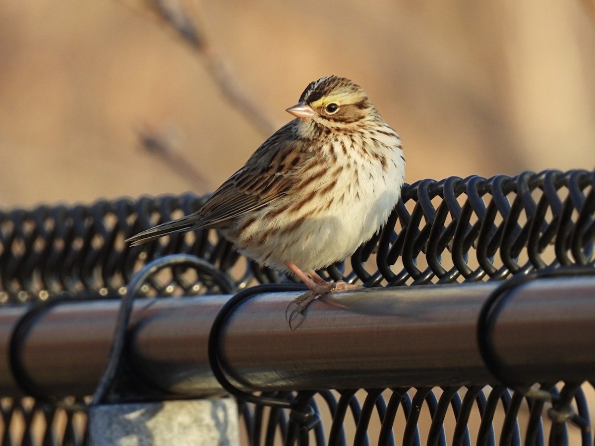 Savannah Sparrow - ML645513700