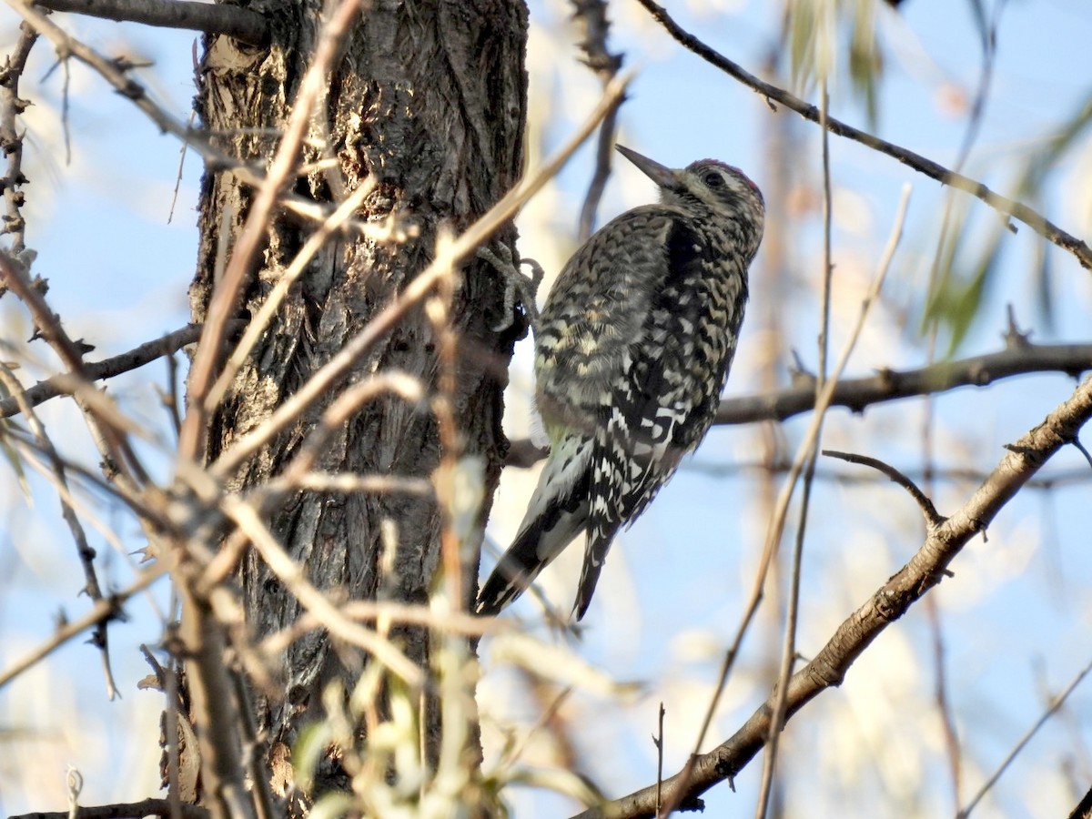 Yellow-bellied Sapsucker - ML645513705