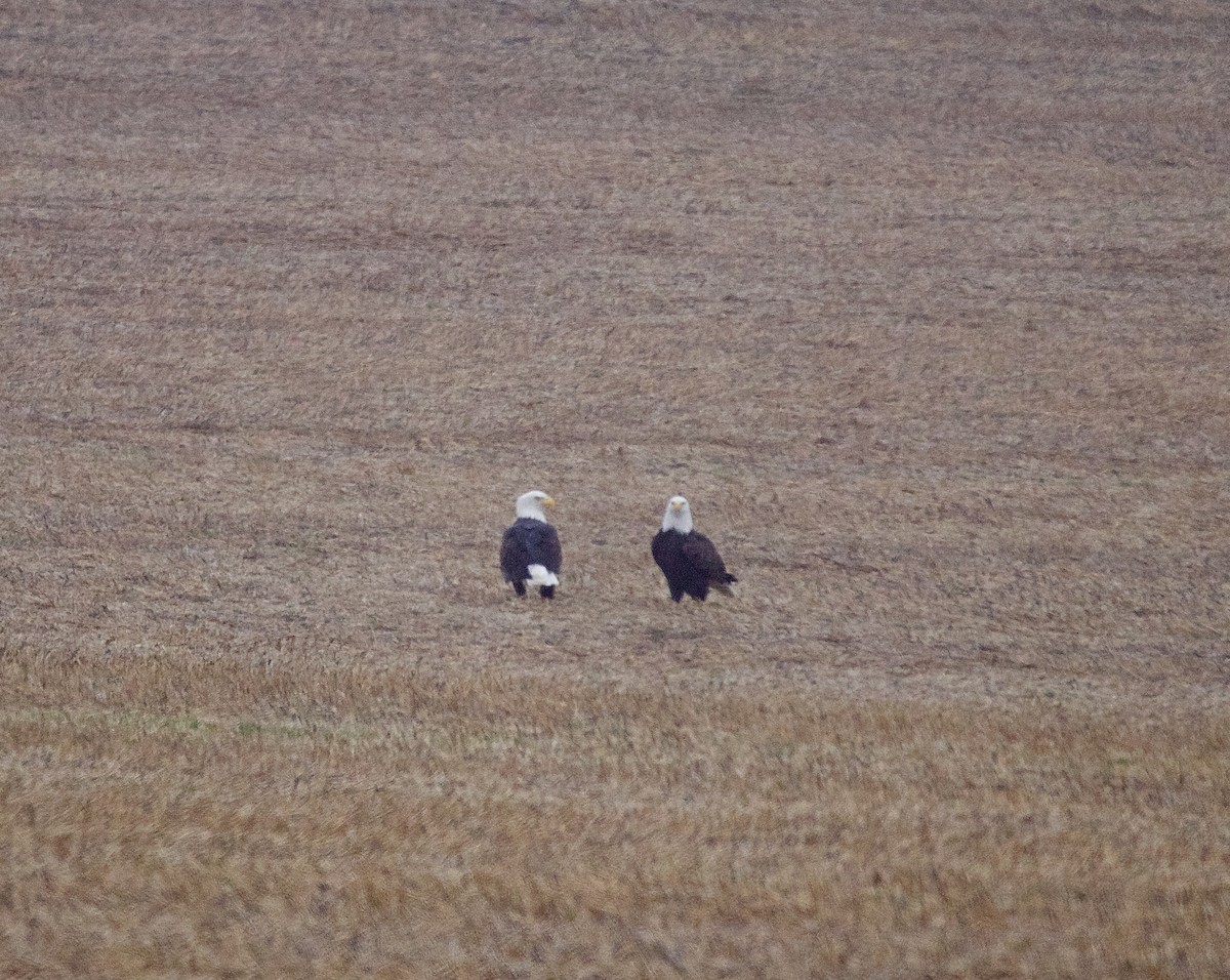 Bald Eagle - ML645513707