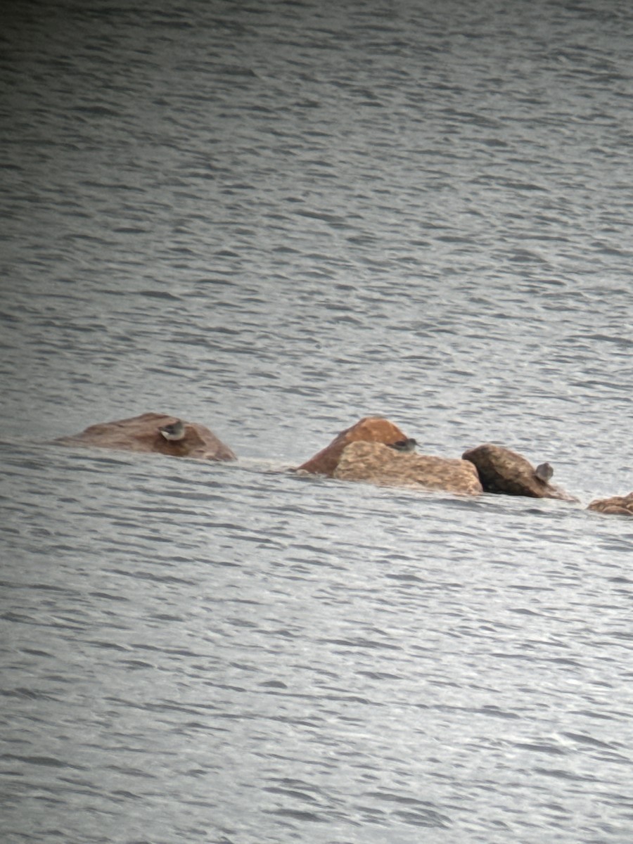 Purple Sandpiper - ML645513711