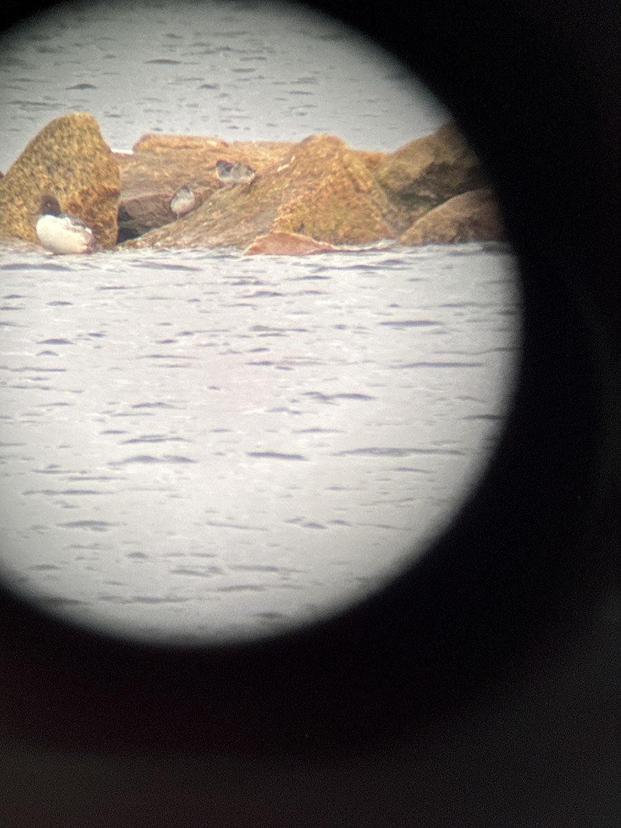 Purple Sandpiper - ML645513712