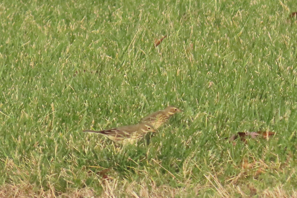 kanadapiplerke - ML645513718